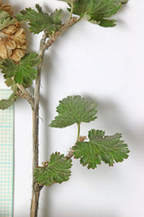 Physocarpus alternans