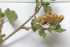 Physocarpus alternans