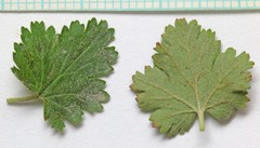 Physocarpus alternans