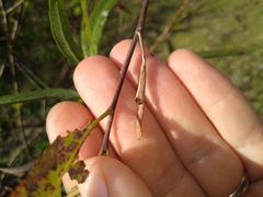 Limenitis archippus floridensis