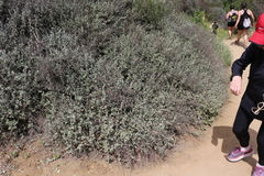 Eriogonum cinereum