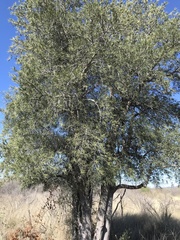 Forchhammeria watsonii