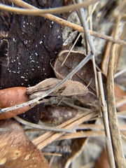 Arphia granulata image