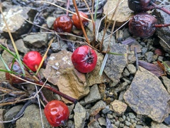 Aria umbellata