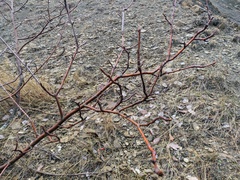 Aria umbellata