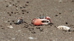 Leptuca uruguayensis