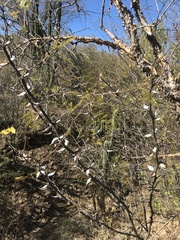 Vachellia campechiana