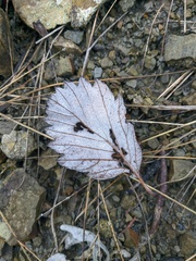 Aria umbellata