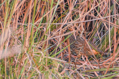 Ortygornis gularis