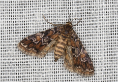 Elophila responsalis