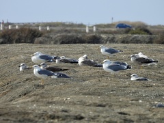Larus michahellis