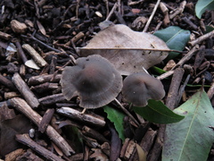 Mycena aetites