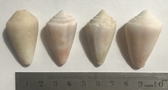 Conasprella bermudensis