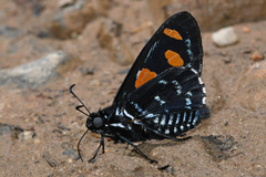 Mimoniades ocyalus