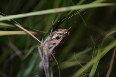Schistocerca pallens