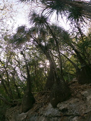 Beaucarnea recurvata