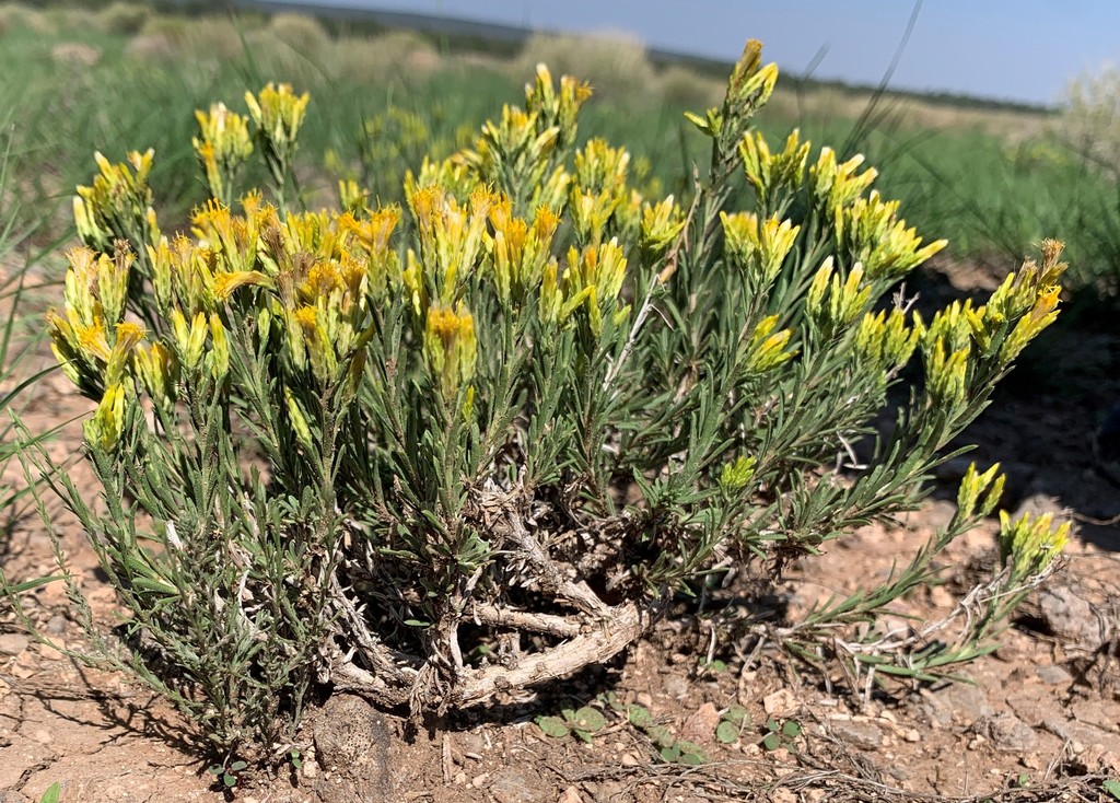 Arizona Rabbitbrush from Coconino County, AZ, USA on August 3, 2021 at