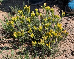 Chrysothamnus molestus