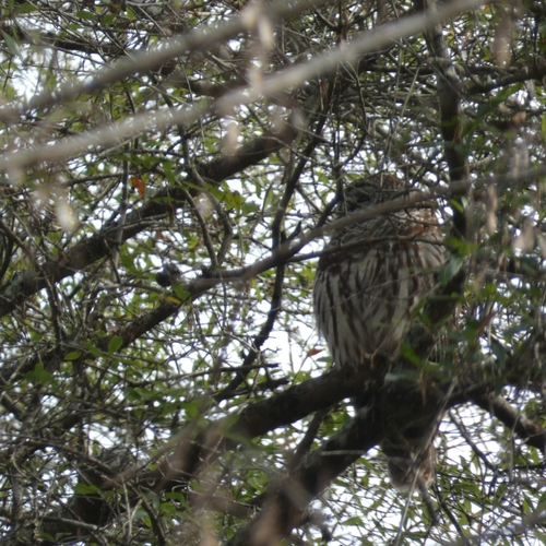 Barred Owl photographed in Alabama