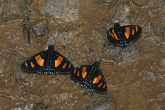 Mimoniades ocyalus