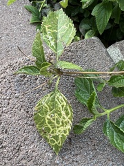 photo of Ophiomyia mine in a Lantana leaf