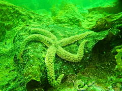 Stylasterias forreri