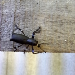 Aegorhinus nodipennis