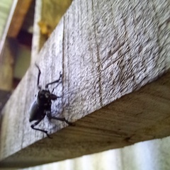 Aegorhinus nodipennis