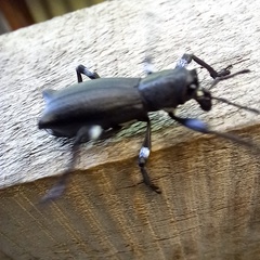 Aegorhinus nodipennis