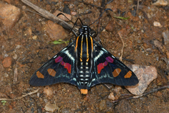 Mimoniades versicolor versicolor