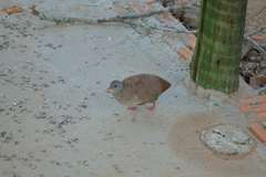 Crypturellus parvirostris