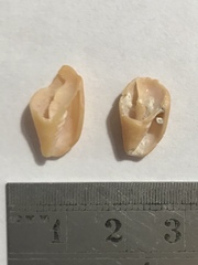 Probata barbadensis