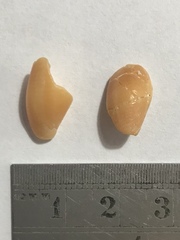 Probata barbadensis