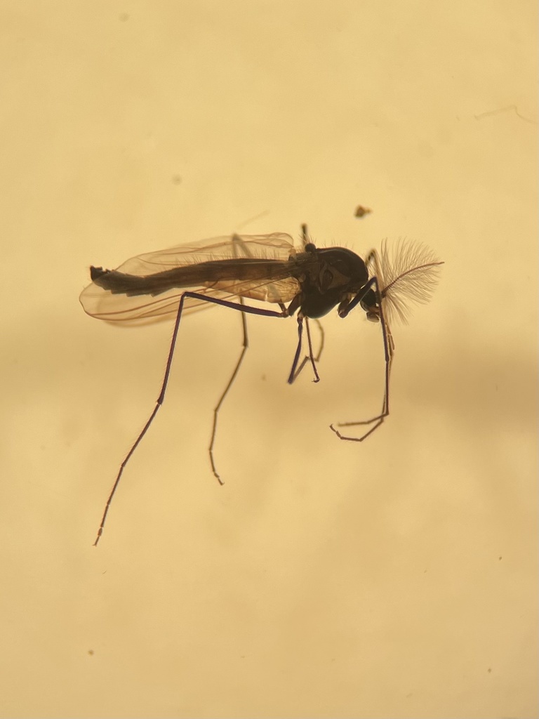 Diamesa nivoriunda