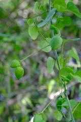 Adenia gummifera