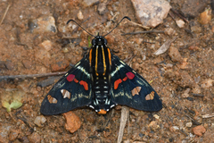 Mimoniades versicolor versicolor