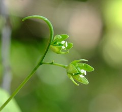 Adenia gummifera