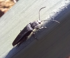 Tibionema abdominalis