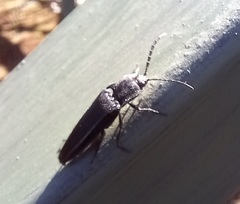 Tibionema abdominalis