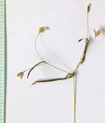 Linanthus harknessii