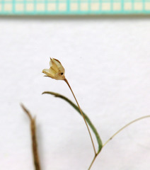 Linanthus harknessii