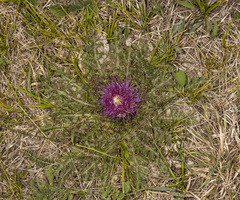 Cirsium drummondii