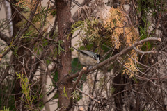 Periparus ater