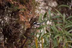 Aegithalos caudatus europaeus