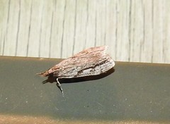 Eudonia bisinualis