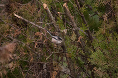 Aegithalos caudatus europaeus