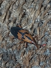 Metamasius sericeus