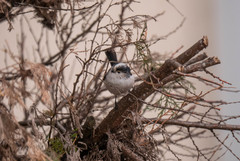 Aegithalos caudatus europaeus