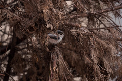 Aegithalos caudatus europaeus