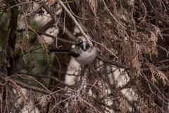 Aegithalos caudatus europaeus